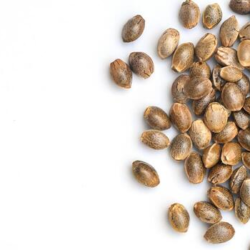 Buying Marijuana Seeds Online