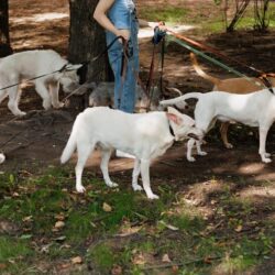 Dog Walkers in Patna
