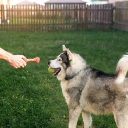 Dog Training Service in Ajmer
