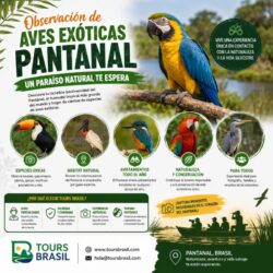 Observación de aves exóticas Pantanal (2)