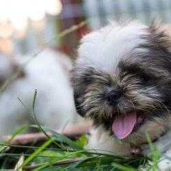 Shih Tzu Puppies For Sale In Delhi
