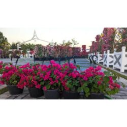 The Hidden Gem Plant Nursery in Southwest Ranches FL