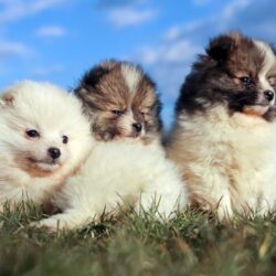 Pomeranian Puppies for Sale in Chennai