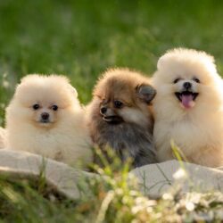 Pomeranian puppies for sale in Hyderabad