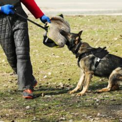 Dog Training Service in Raipur