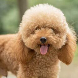 Poodle Puppies for Sale in Ahmedabad