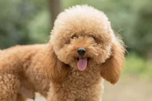 Poodle Puppies for Sale in Ahmedabad Poodle Puppies for Sale in Ahmedabad