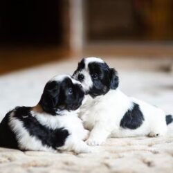 Shih Tzu Puppies for Sale in Noida