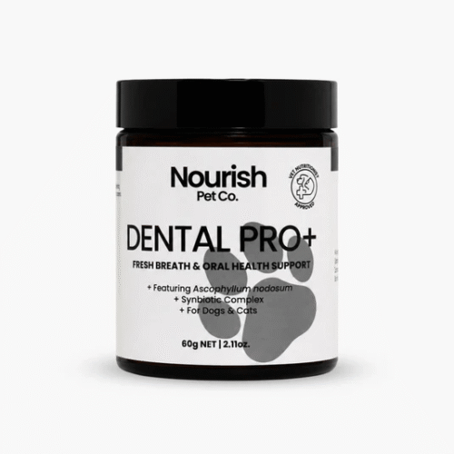 dental_jar_web_image dental_jar_web_image