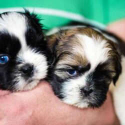 Shih Tzu Puppies for Sale in Chennai