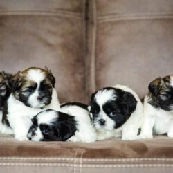 Shih Tzu Puppies for Sale in Pune