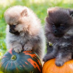 Pomeranian Puppies for Sale in Jaipur