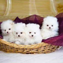 Pomeranian Puppies for Sale in Noida