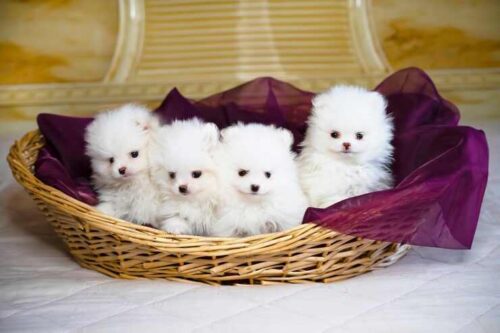 Pomeranian Puppies for Sale in Noida Pomeranian Puppies for Sale in Noida
