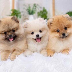 Pomeranian Puppies for Sale in Kolkata
