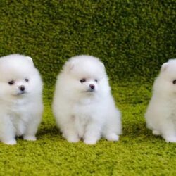 Pomeranian Puppies for Sale in Bangalore