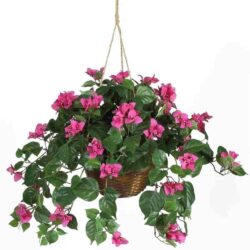 Indoor vs Outdoor Bromeliads What Works Best in Florida (1)