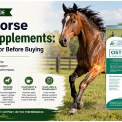 Best Horse Joint Supplements_ What to Look for Before Buying – Evergreen Equine