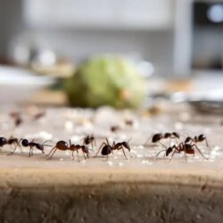 insect-control