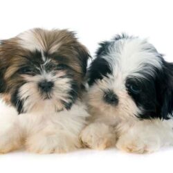 Shih Tzu Puppies for Sale in Jaipur