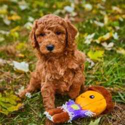Poodle Puppies for Sale in Chennai
