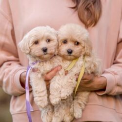 Poodle Puppies for Sale in Kolkata