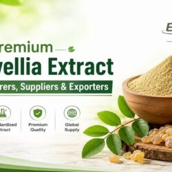 Premium Boswellia Extract Manufacturers, Suppliers & Exporters