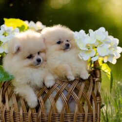 Pomeranian Puppies for Sale in Delhi