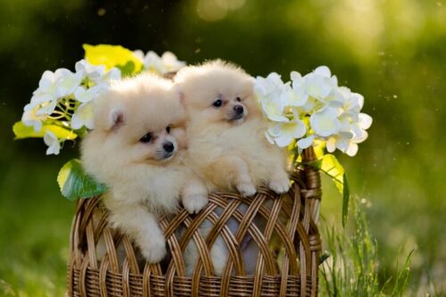 Pomeranian Puppies for Sale in Delhi Pomeranian Puppies for Sale in Delhi