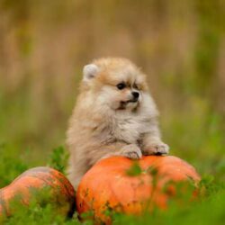 Pomeranian Puppies for Sale in Mumbai