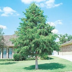 bald cypress tree
