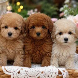 Poodle Puppies for Sale in Jaipur