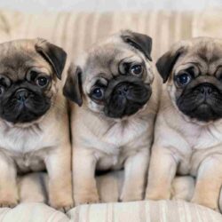 Pug Puppies for Sale in Mumbai