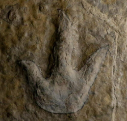 dino panja