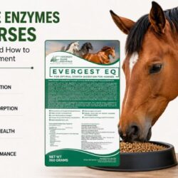 Digestive Enzymes for Horses_ Guide & Best Horse Gut Supplements – Evergreen Equine