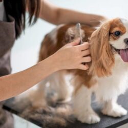 dog grooomer 555