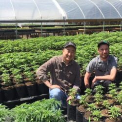 Top Cannabis Nursery