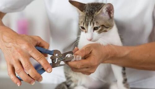 Cat Nail Clipping Service Cat Nail Clipping Service