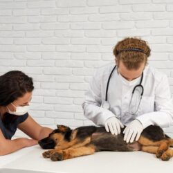 vet-with-nurse-examining-german-shepherd_7502-9552
