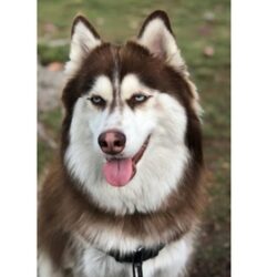 Grooming for Dogs What Should Your Pet’s Regular Routine Include (2) (1)