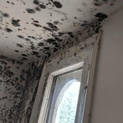 5 mold remediation Piedmont