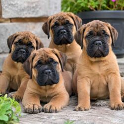 Bullmastiff Puppies for Sale in Bangalore