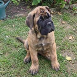 Bullmastiff Puppies for Sale in Ahmedabad