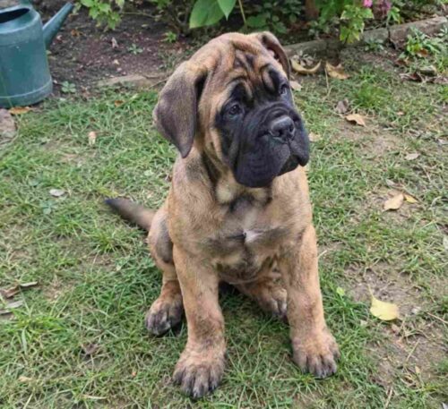 Bullmastiff Puppies for Sale in Ahmedabad Bullmastiff Puppies for Sale in Ahmedabad