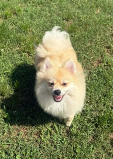 white dog white dog