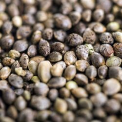 Marijuana Seeds for Sale