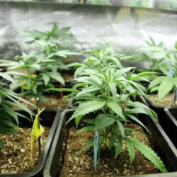 Fresno Clone