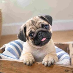 Pug Puppies for Sale in Ahmedabad