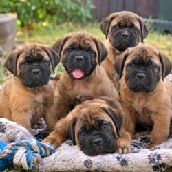 Bullmastiff Puppies for Sale in Chennai