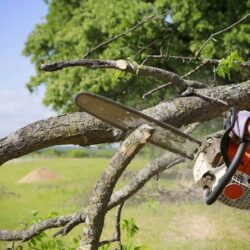 Tree-trimming